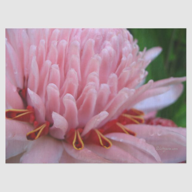 Pink Ginger Tissue Paper Seidenpapier (Vorderseite)