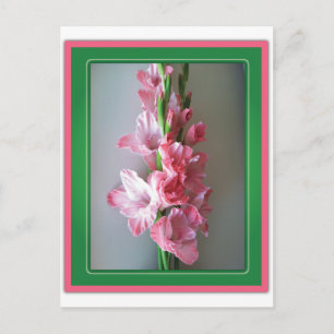 Pink Gladiolus Postkarte