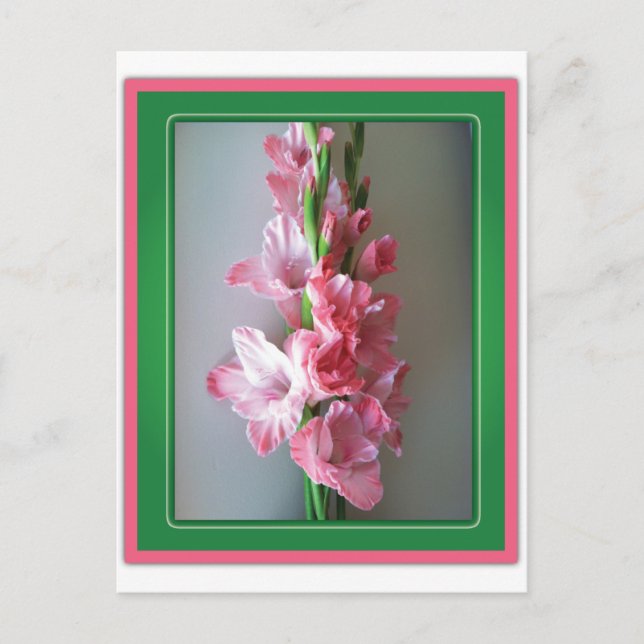 Pink Gladiolus Postkarte (Vorderseite)