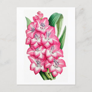 Pink Gladiolus Vintag Botanische Postkarte