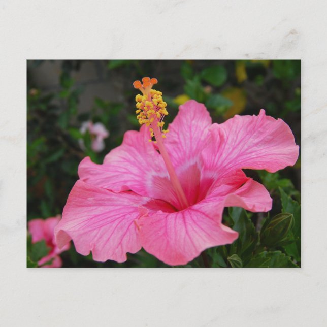 Pink Hawaii Hibiskus Postkarte (Vorderseite)