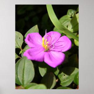 Pink Hawaiian Plumeria Poster