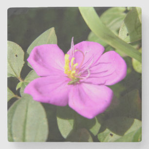 Pink Hawaiian Plumeria Poster Imitate Canvas Print Steinuntersetzer