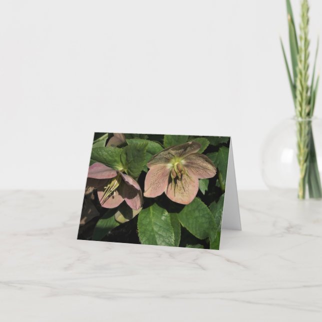 Pink Hellebore (Vorderseite)