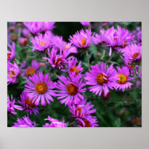 Pink Herbst Aster Blume Orton Effekt Poster