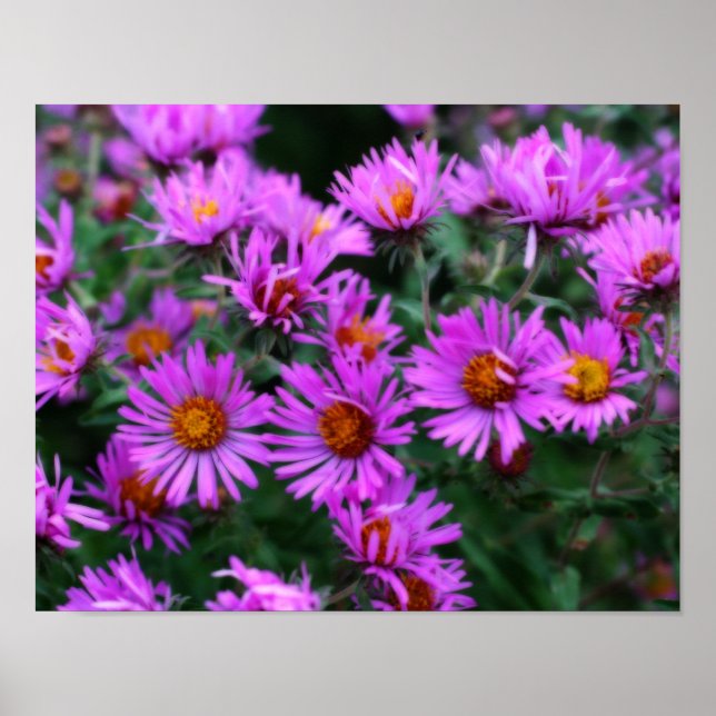 Pink Herbst Aster Blume Orton Effekt Poster (Vorne)