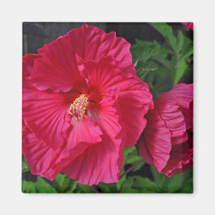 Pink hibiscus flowers magnet