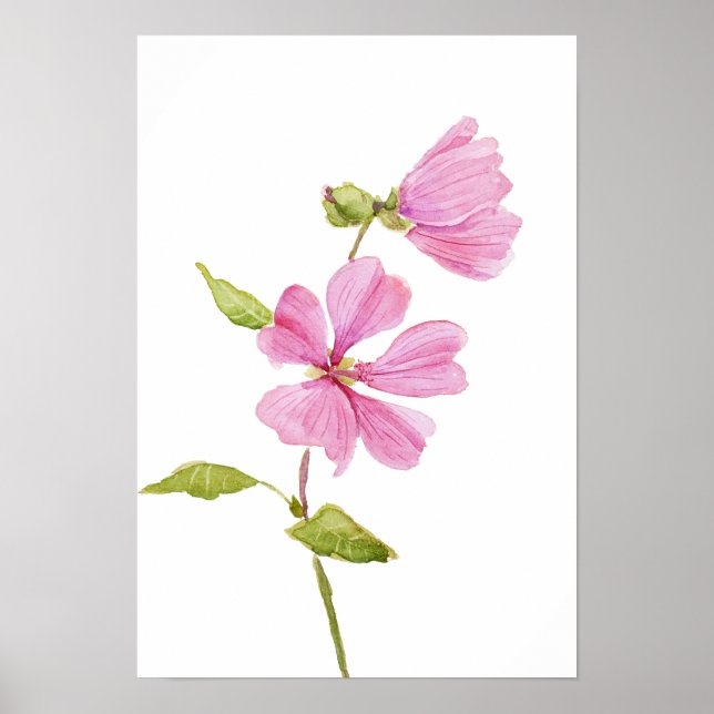 pink hibiscus moscheutos, swamp rose mallow poster (Vorne)