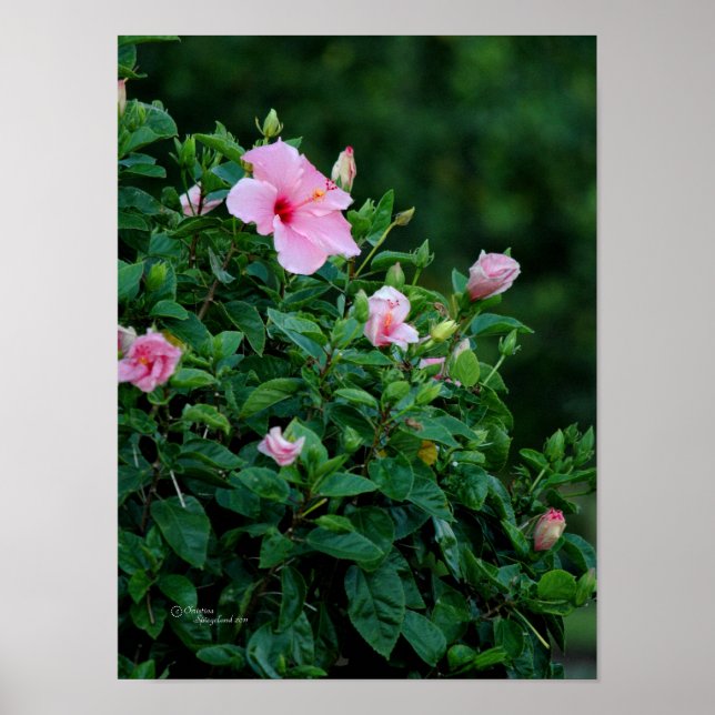 Pink Hibiskus Blume Tree Poster (Vorne)