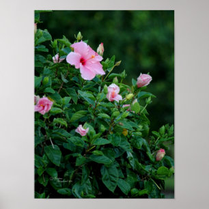 Pink Hibiskus Blume Tree Poster