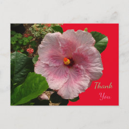 Pink Hibiskus Danke Postcard Postkarte