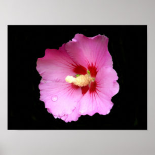 Pink Hibiskus Poster