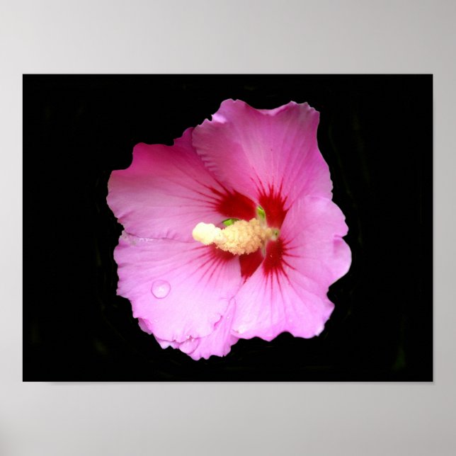 Pink Hibiskus Poster (Vorne)