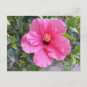 Pink-Hibiskus-Postkarte, anpassen Postkarte