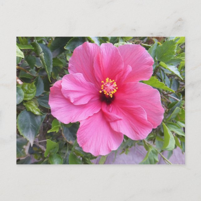 Pink-Hibiskus-Postkarte, anpassen Postkarte (Vorderseite)