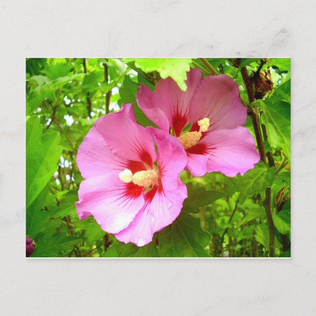 Pink-Hibiskus-Postkarte Postkarte (Vorderseite)