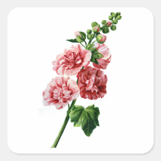 Pink Hollyhock Gezeichnet aus der Natur Quadratischer Aufkleber