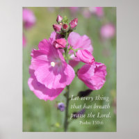 Pink Hollyhock Lob