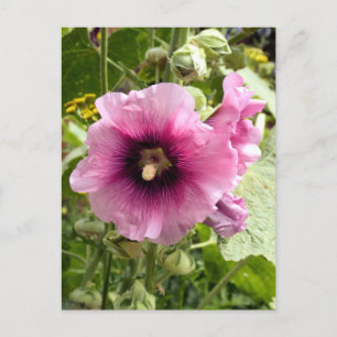 PINK HOLLYHOCK POSTKARTE