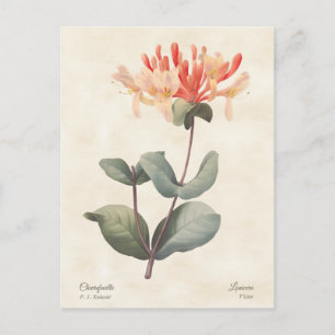 Pink Honeysuckle Postkarte