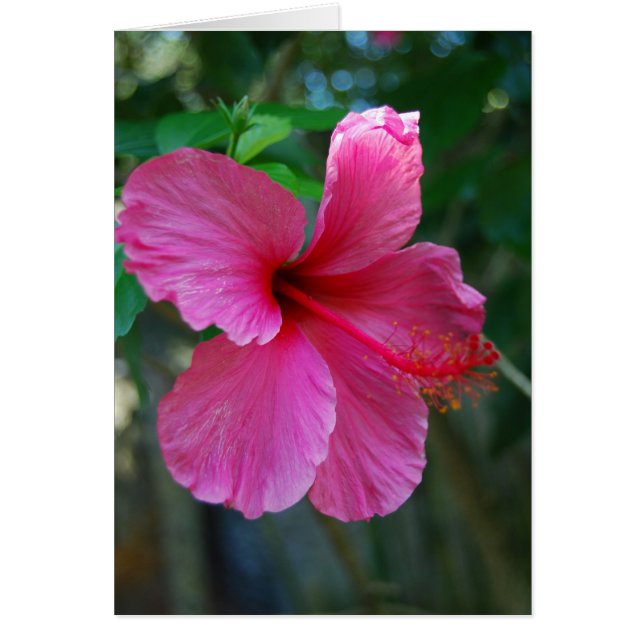 Pink Hot Pink (Vorne)