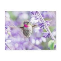 Pink Hummingbird Lila fliegen