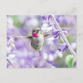 Pink Hummingbird Lila fliegen Postkarte