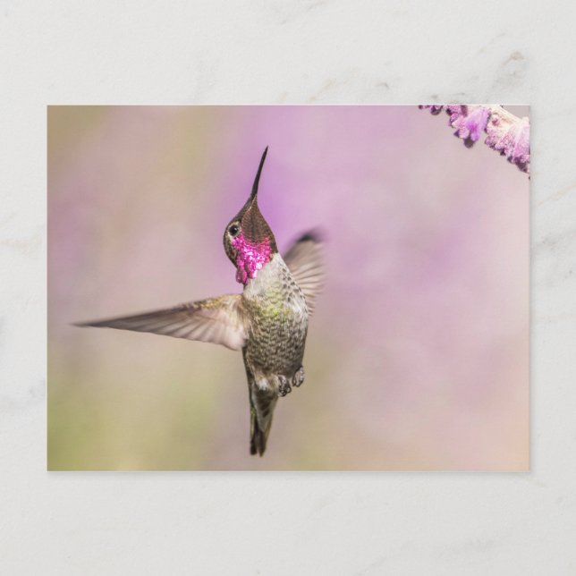 Pink Hummingbird Posting in Flight Postkarte (Vorderseite)