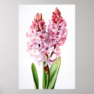 Pink Hyacinth Blume Art Print Poster