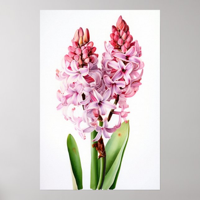 Pink Hyacinth Blume Art Print Poster (Vorne)