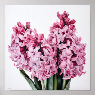 Pink Hyacinth Blume Art Print Poster