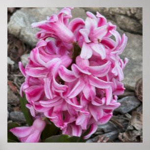 Pink Hyacinth Blume Foto Poster