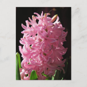 Pink Hyacinth Blume Postkarte