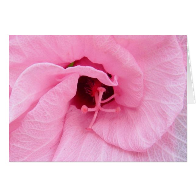 Pink Hybiscus (Vorderseite (Horizontal))