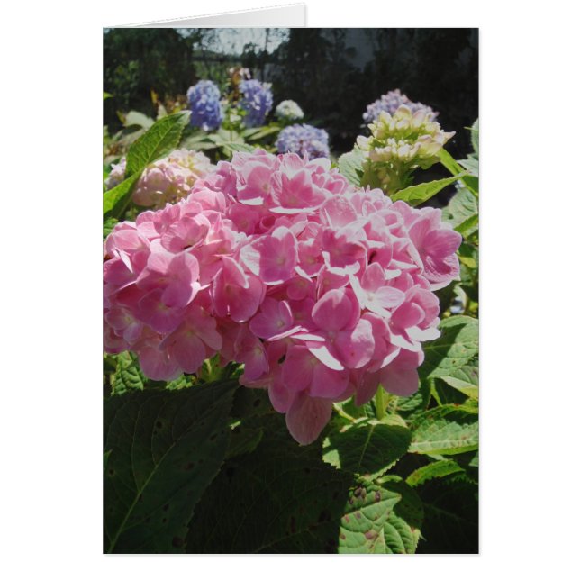 Pink Hydrangea (Vorne)