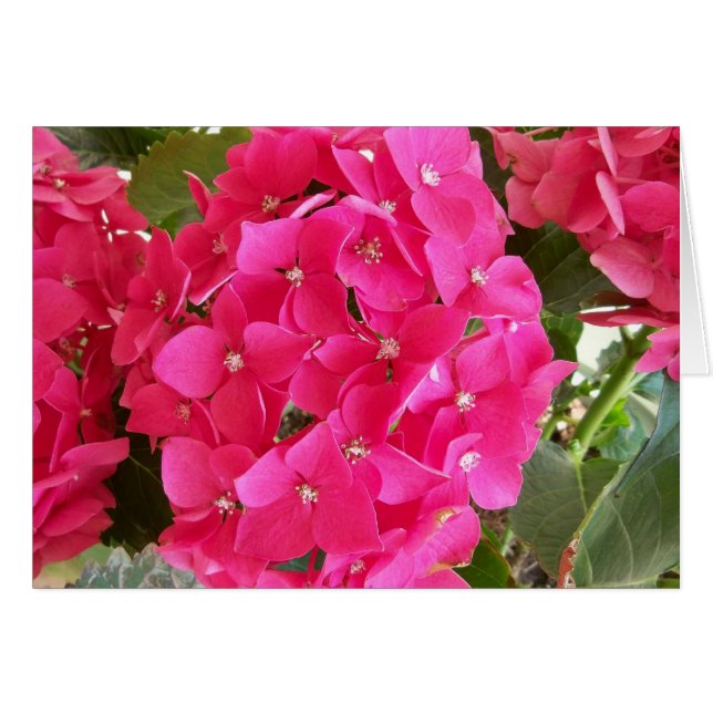 Pink Hydrangea (Vorderseite (Horizontal))