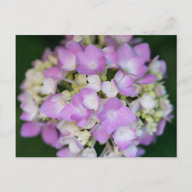Pink Hydrangea Blume Blumenpostkarte Postkarte (Vorderseite)