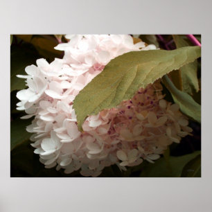 Pink Hydrangea Blume Fotografie Poster