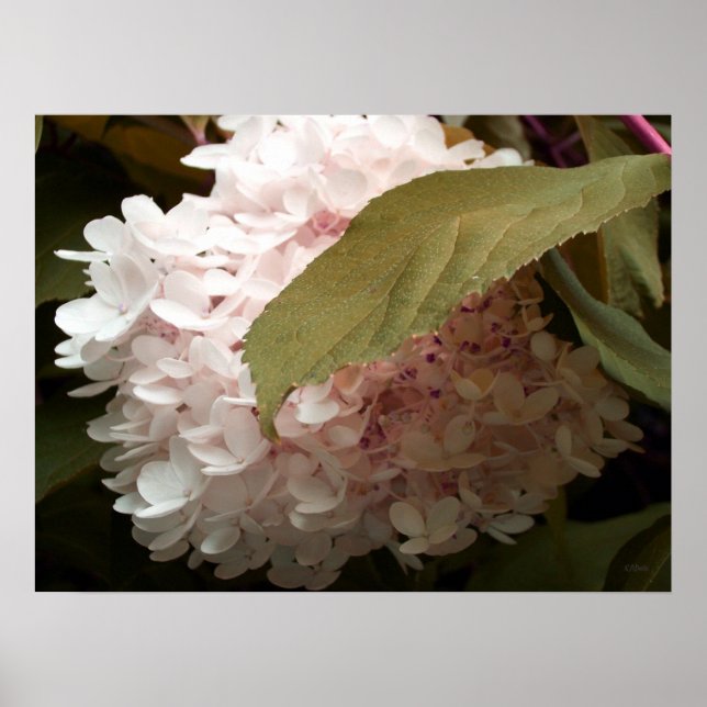 Pink Hydrangea Blume Fotografie Poster (Vorne)