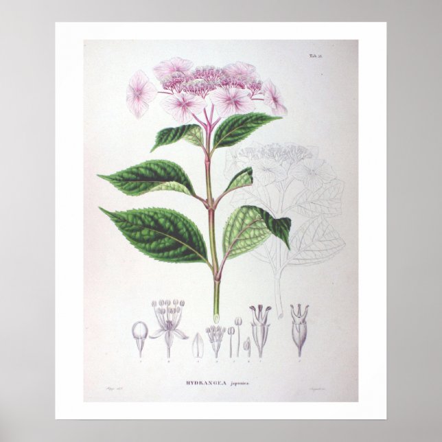 Pink Hydrangea Botanisches Zeichnend Poster drucke (Vorne)