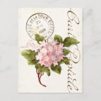 Pink Hydrangea Carte Postale Blume Vintag Französi
