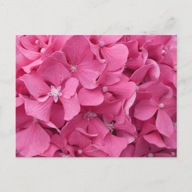 Pink Hydrangea Nah Up DIY Postkarte (Vorderseite)