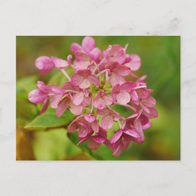Pink Hydrangea Postkarte (Vorderseite)