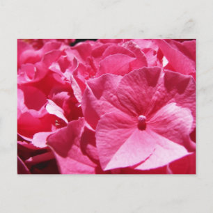 Pink Hydrangea Postkarte