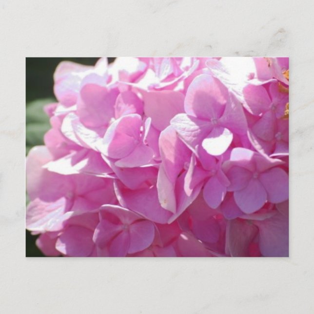Pink Hydrangea Postkarte (Vorderseite)