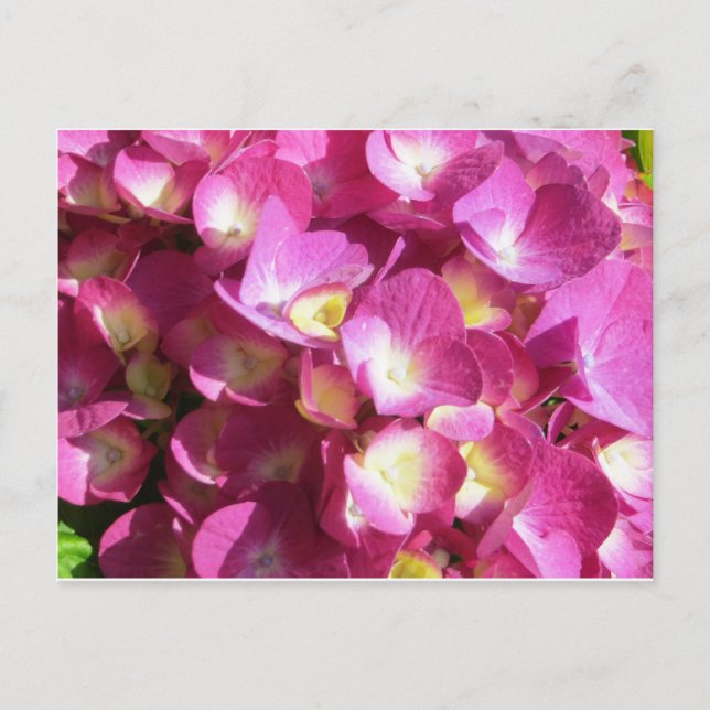 Pink-Hydrangea-Postkarte Postkarte (Vorderseite)