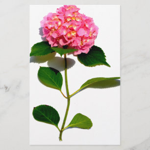 Pink Hydrangea Rosa Blume Rosa Blütenblume Briefpapier