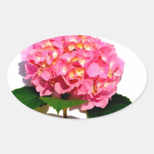 Pink Hydrangea Rosa Blume Rosa Blütenblume Ovaler Aufkleber