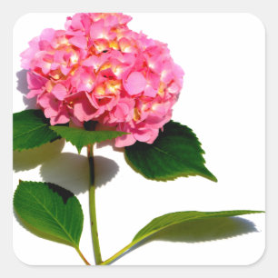 Pink Hydrangea Rosa Blume Rosa Blütenblume Quadratischer Aufkleber
