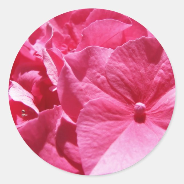 Pink Hydrangea Runder Aufkleber (Vorderseite)
